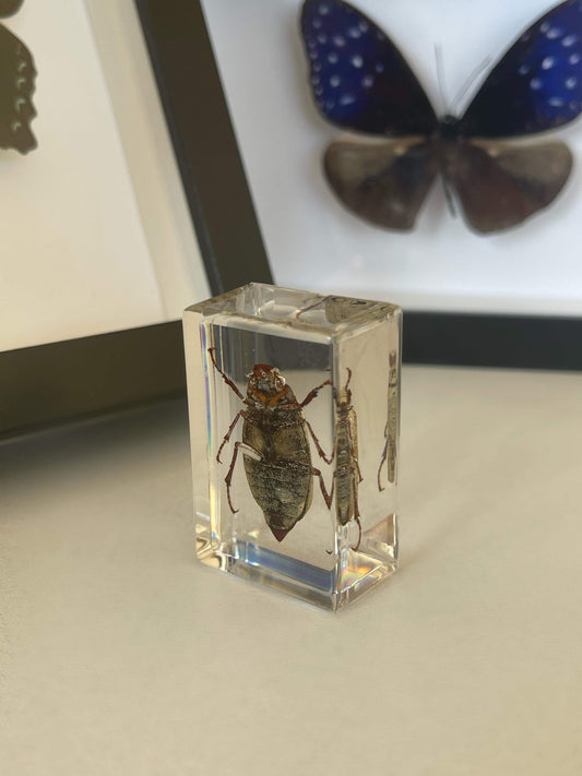 Mystery Insect