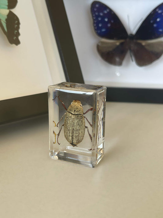 Mystery Insect