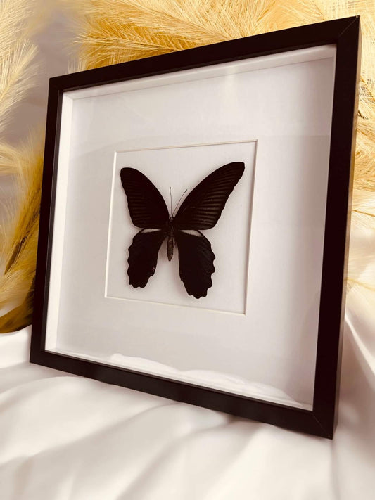 Papilio Protenor